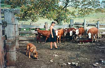 Deb with Jeff's cows