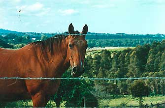 Rusty the horse