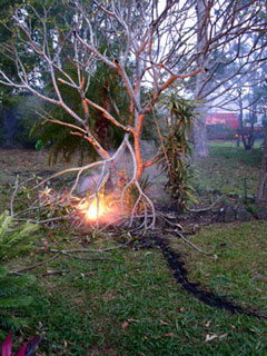 The burning bush