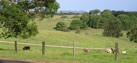 My bovine neighbours