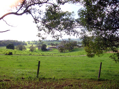 Along the lane