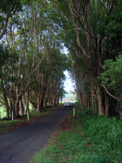 Along the lane