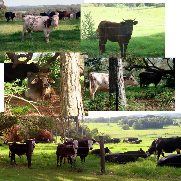 Cows on the lane