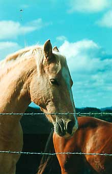 Cindy the horse